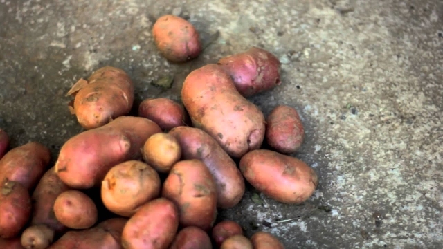 7 Perfect Potato Companion Plants for a Bountiful Harvest