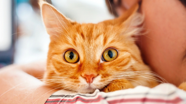 Purrfecting Pet Health: A Guide to Keeping Your Fur Babies Happy and Healthy