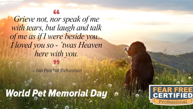 Remembering Our Furry Friends: A Pet Memorial Guide