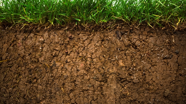 The Power of Organic Soils: Unleashing Nature’s Hidden Potential