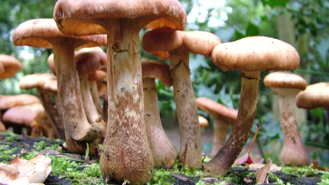 Fungi Fun: Unleashing the Magic of Mushroom Growing