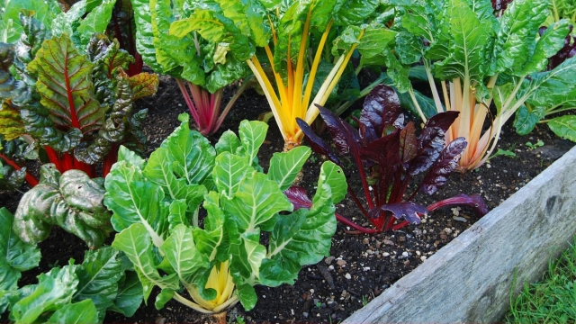 Harvesting the Benefits: Exploring the World of Organic Gardening