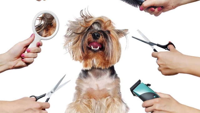 Pampered Paws: The Ultimate Pet Saloon Experience