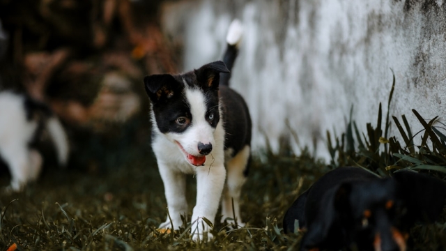 Outdoor Adventures with Your Dog