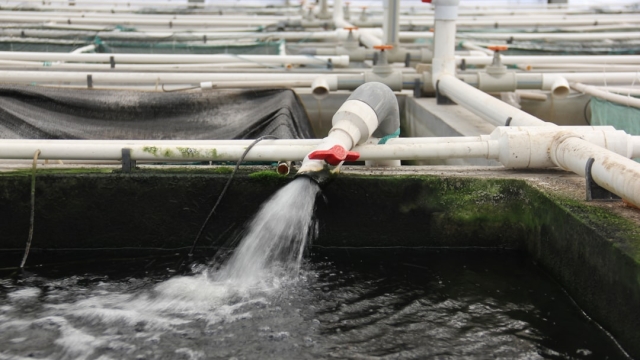 Current Trends in Aquaculture Growth and Sustainability