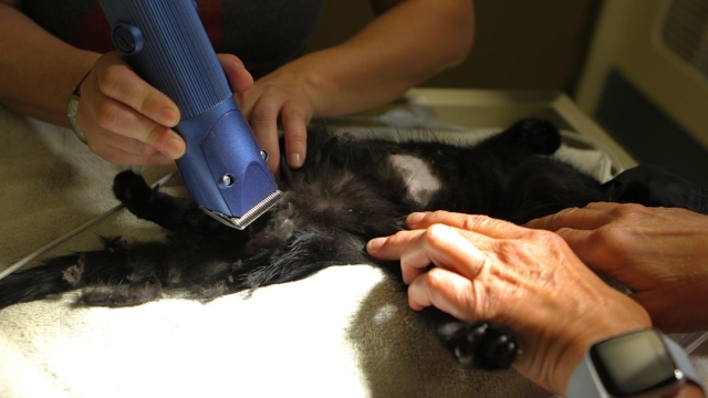 Types of Dog Health Supplements