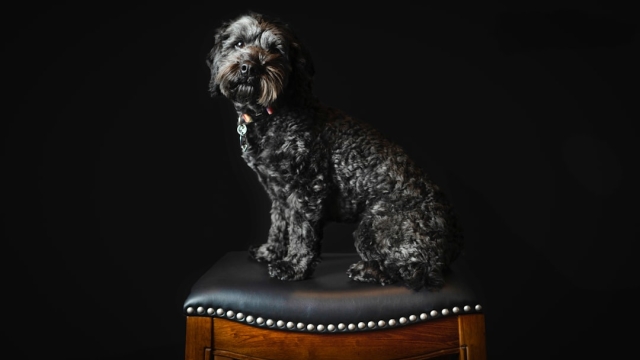 Understanding the Benefits of Grain Free Dog Food